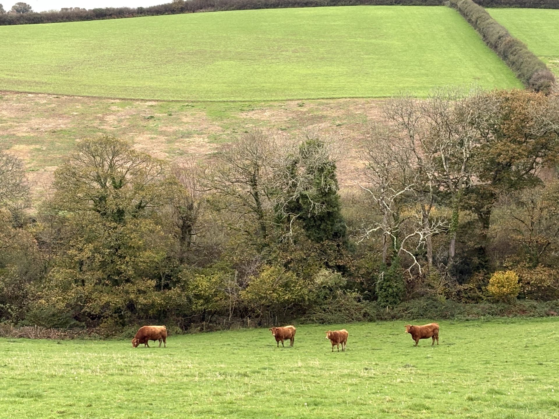 cows in field